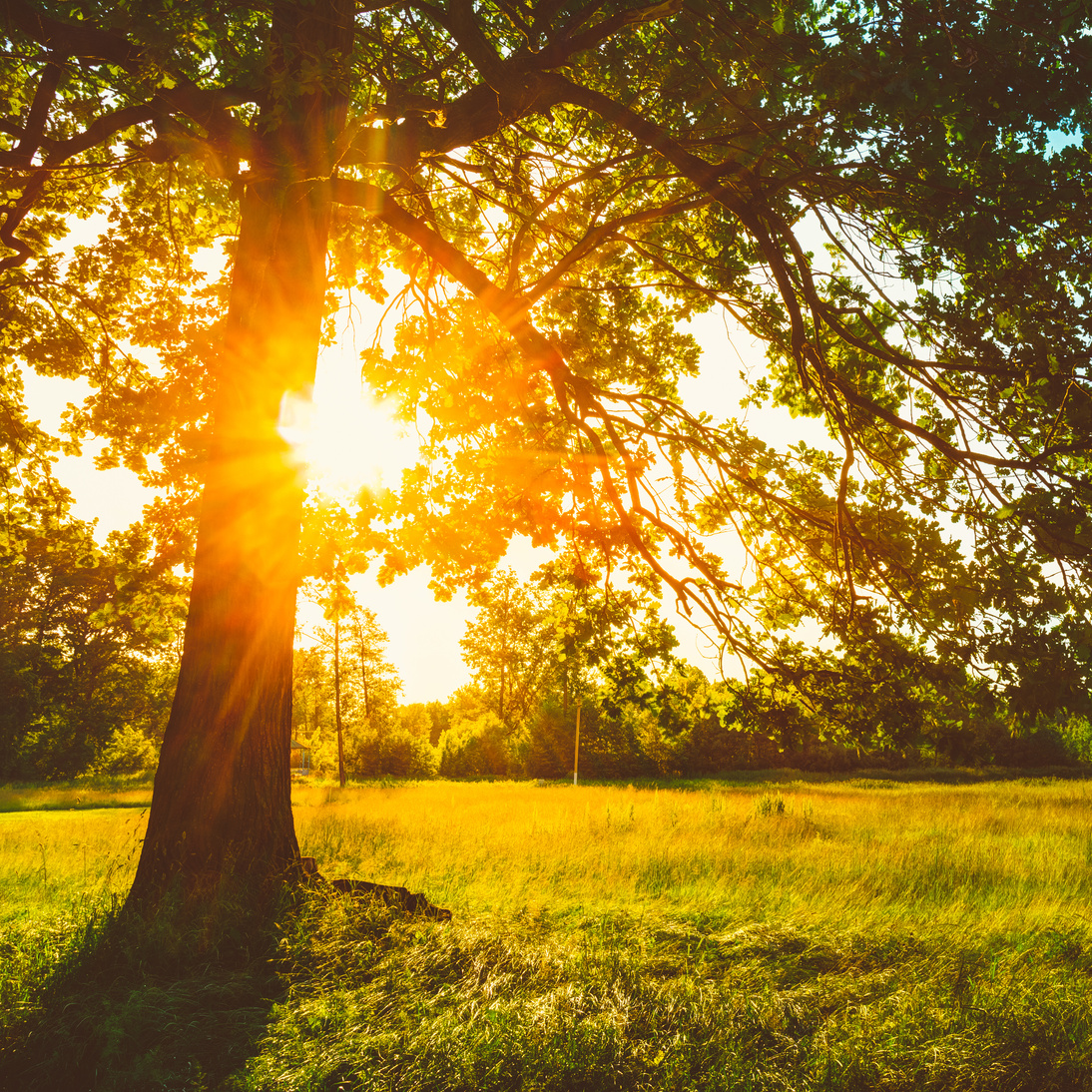 Summer Sunny Forest Trees And Green Grass. Nature Wood Sunlight